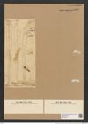 Climacosphenia maxima Rabh. (de-Toni-Nr.: Genus 87, Species 2985) Zeichnungen Sammlung Grunow Nr. 6091 (NHMW-BOT-W0374612)